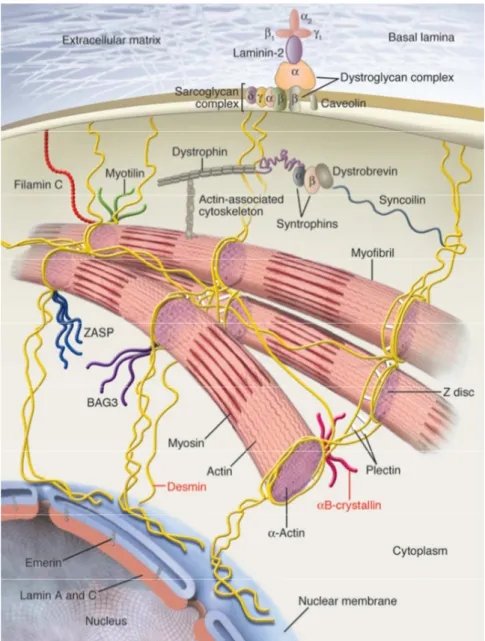 Fig. 8: rappresentazione delle miofibrille con le proteine coinvolte nelle miopatie miofibrillari