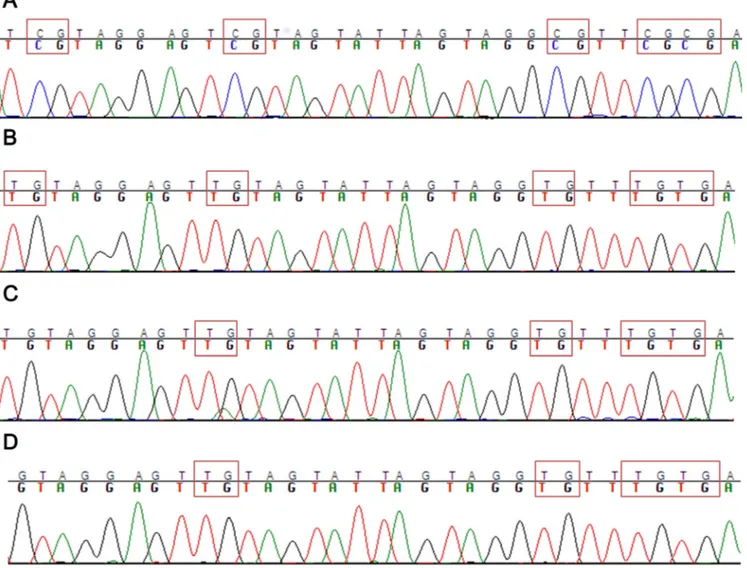 Figure 4: Methylation analysis of ASNS CpG.  (A) Example of ALL cell lines with ASNS promoter hypermethylated (DND-41)