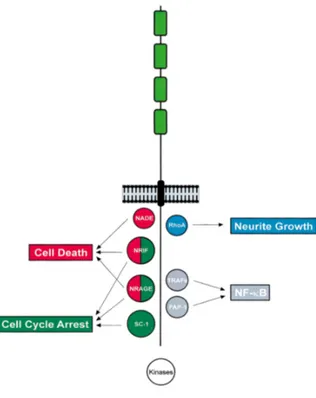 Figure 6: P75 NTR  interactors involved in transducing cell death. From  Dawbarn and Allen; 2003 