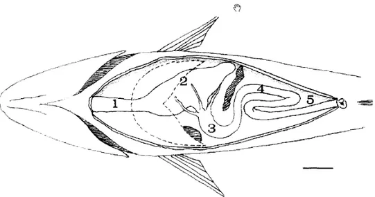 Figura 1:  Schema dell’apparato digerente della spigola (Dicentrarchus labrax L.) (visione ventrale)