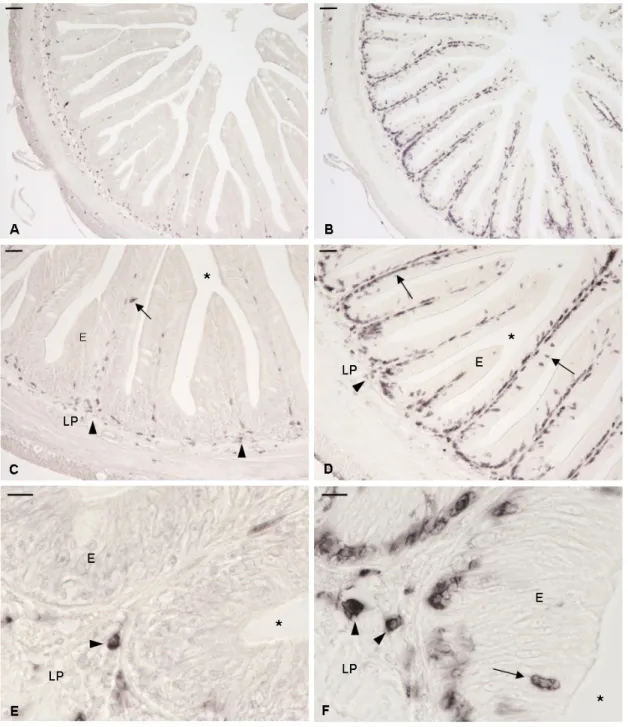 Figura 2: A: Visione generale della localizzazione di cellule CD3ε +  nell’intestino posteriore di spigola giovanile  e ingrandimento  corrispondente  (C)