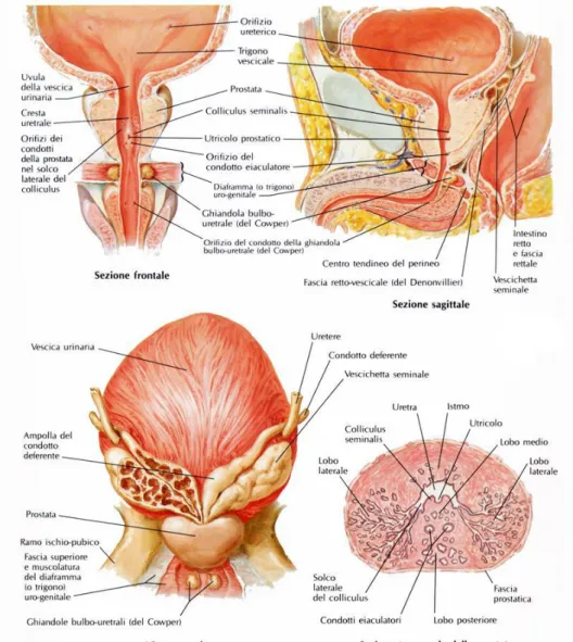 Fig. 1: Anatomia macroscopica e microscopica della prostata 