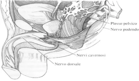 Fig. 4: Rappresentazione delle vie nervose somatosensoriali della cute  del pene, del glande, dell’uretra peniena e del corpo cavernoso