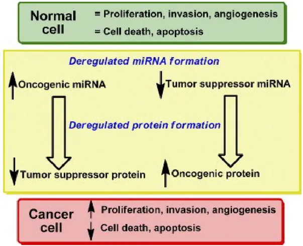 Figure  4: Deregulated microRNA biogenesis and tumorigenesis. Both reduced expression of miRNA acting as tumor 