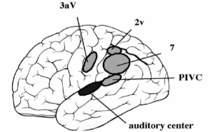 Figura  1.  Collocazione  del  centro  uditivo  e  dei  quattro  centri  vestibolari  corticali  così  come 