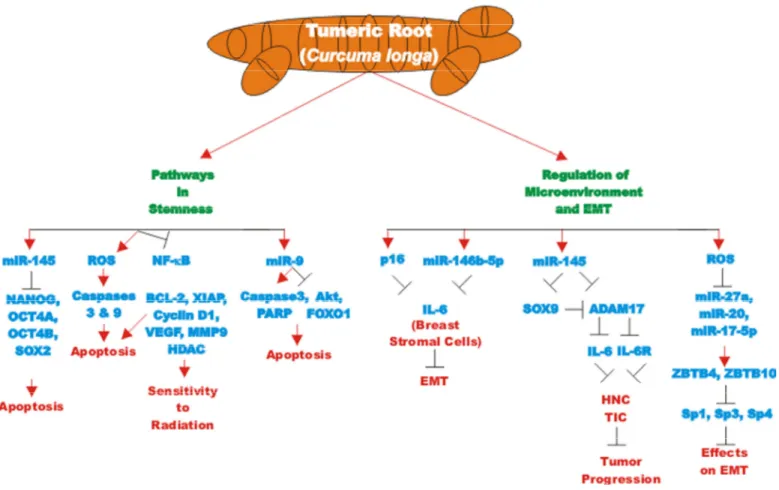 Figure 6. Overview of effect of curcumin on stemness, microenvironment and EMT. An overview of the effects of CUR on pathways  involving  stemness,  microenvironment  and  EMT  pathways  and  the  effects  of  miRs  are  indicated.  Red  arrows  indicate i