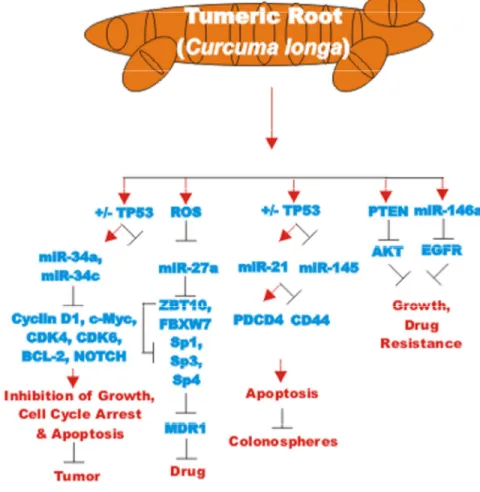 Figure 7. Effects of curcumin on CRC chemoresistance. An overview of the effects of CUR on CRC chemoresistance and the effects of miRs are indicated. Red arrows indicate induction of an event; black closed arrows indicate suppression of an event. 