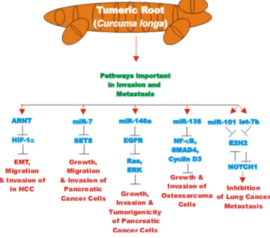 Figure  9.  Overview  of  effects  of  curcumin  on  HIF‐1alpha,  miRs  and metastasis