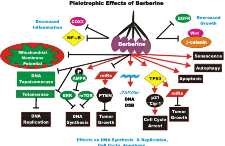 Figure 10. Pleiotropic effects of berberine on signaling pathways involved in cell growth.  BBRs can induce many pathways  which  may  result  in  suppression  of  cell  growth,  induction  of  apoptosis,  autophagy,  senescence,  DNA  double strand  break
