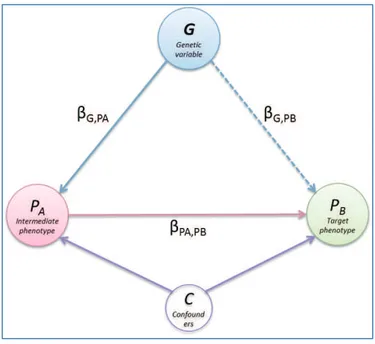 Figure  2.10:  Example  of  relationship  model  between  a  genetic  marker  (G)  and  two  phenotypes  (P