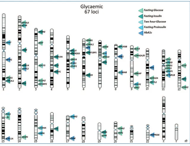 Figure 2.14: Overview of genome-wide associated loci for glycaemic traits, through December 2012.