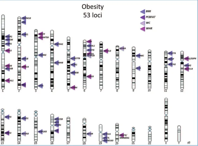Figure 2.18: Overview of genome-wide obesity and body fat distribution associated loci, through December 2012.