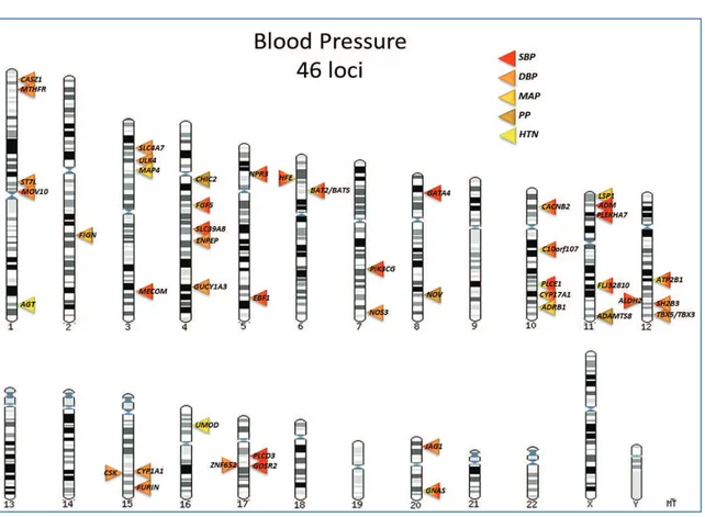 Figure  2.21:  Overview  of  genome-wide  associated  loci  for  blood  pressure  traits  and  hypertension,  through  December 2012.