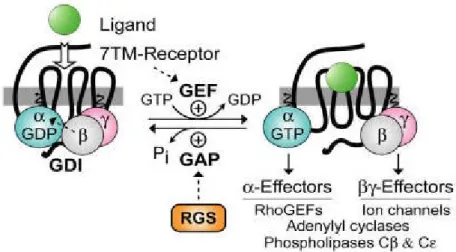Figure  2.  Standard  model  of  the  guanine  nucleotide  cycle  governing  7TM  receptor-mediated  activation  of  heterotrimeric G protein-coupled signaling