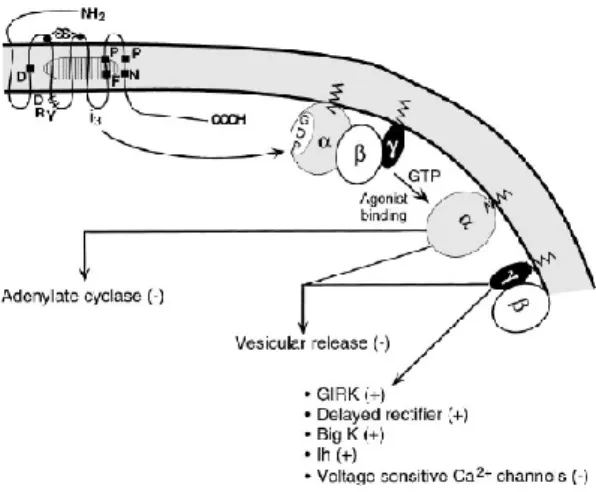 Figure 1. The best characterized  pathway of effector activation by opioids. Three primary classes of effectors  include the inhibition of adenyl cyclase, inhibition of vescicular release, and interactions with a number of ion  channels