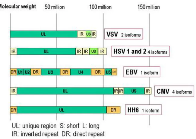 Figure 3. Genomic organization of some herpesviruses. HSV, VZV and CMV have inverted repeated sequences