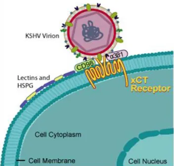 Fig. 8. KSHV binding to the cell surface. 