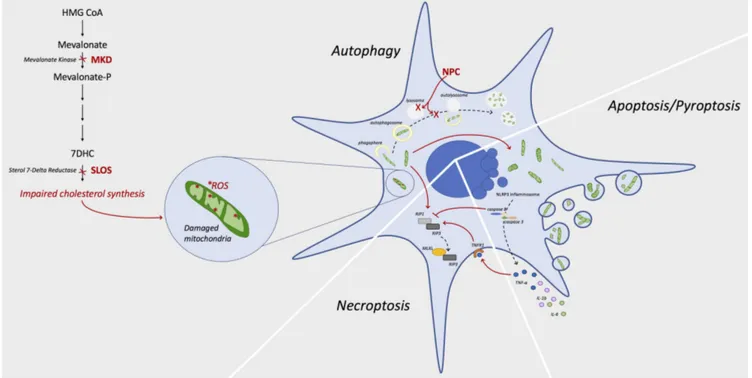 Figure 1 Link between cholesterol deregulation and programmed cell death mechanisms.