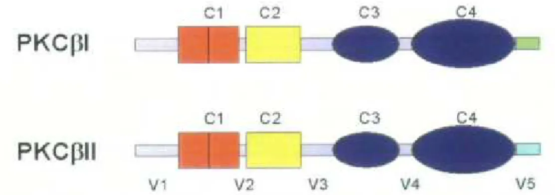 FIGURA  5:  Domini  strutturali  di  PKC  βI  e  PKC  βII.  Le  due  isoforme  differiscono 