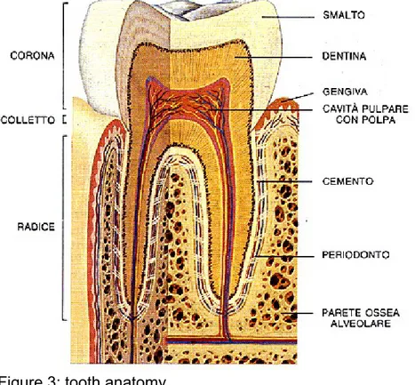 Figure 3: tooth anatomy