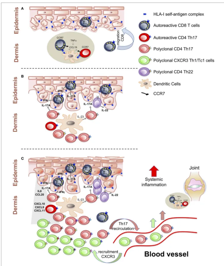 FigURe 1 | T cell-mediated events in the psoriatic inflammatory cascade. (A) Activation of autoreactive T cells by self-antigens presented in the dermal lymphoid  aggregates