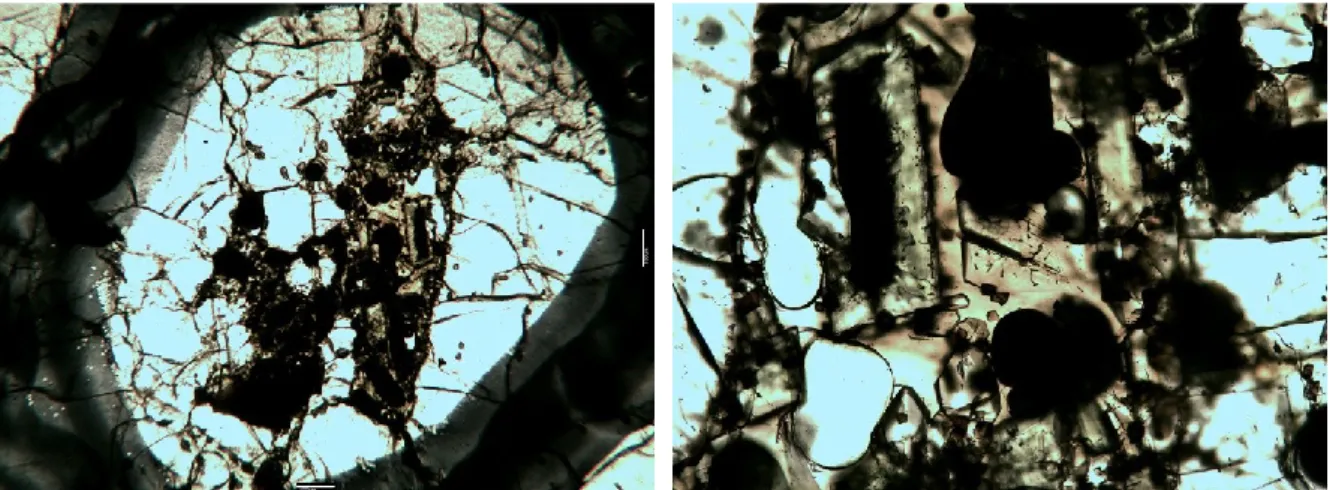 Fig. 25 – Microfotografia di xenolite olivin-websteritico (YE19N) al solo polarizzatore (a sinistra) e a nicols  incrociati (a destra) con microscristallo di flogopite all’interno del clinopirosseno