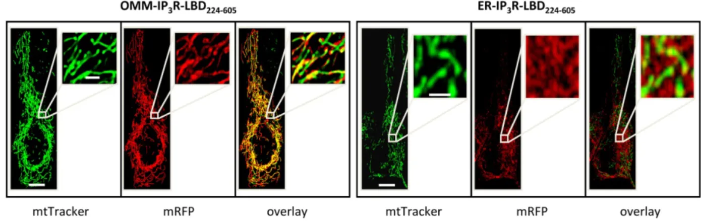 Figure 2 Intracellular localization of OMM-(A) and ER-(B) targeted IP 3 R-LBD 224-605 , fused with mRFP1 at its C-terminal