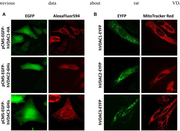 Figure 7 Intracellular localization of VDAC constructs. HeLa cells have been transfected with the different VDAC-encoding vectors 