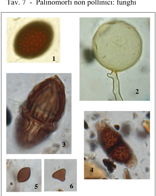 Fig. 1 Neurospora (Gelasinospora    HdV - 1) (24 μm); Fig. 2 Glomus HdV  - 207 (45 µm); Fig