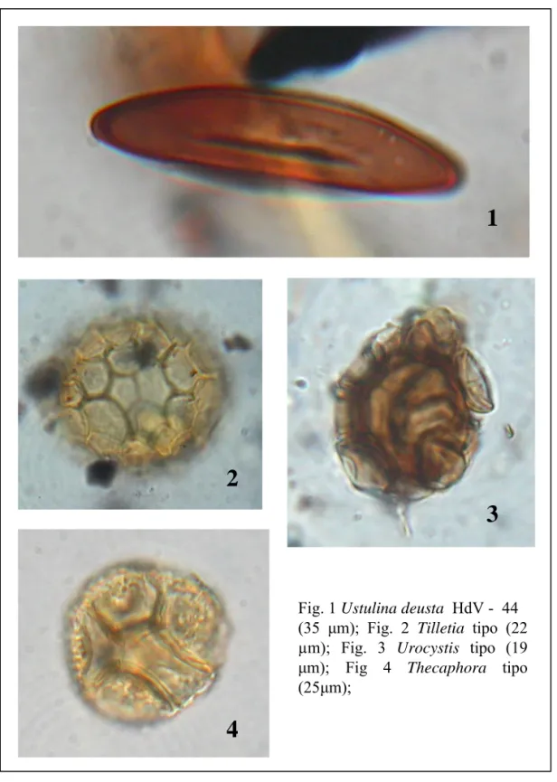 Fig. 1 Ustulina deusta  HdV - 44 (35  μm); Fig. 2 Tilletia  tipo (22  µm); Fig. 3 Urocystis tipo (19  μm); Fig 4 Thecaphora tipo  (25μm);  