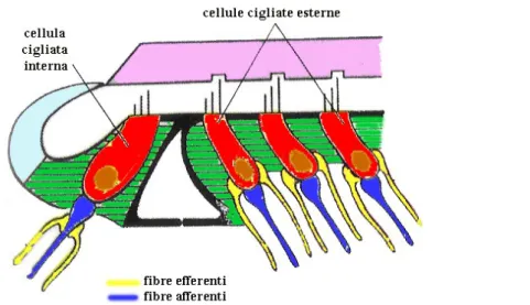 Figura 4: dettaglio delle connessioni nervose delle cellule cilgiate.