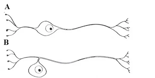 Figura 5: esempi di due tipologie di neuroni. A) neurone bipolare; B) neurone pseudo- pseudo-unipolare o a T.