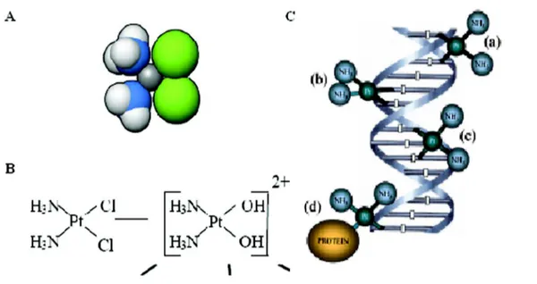 Figura 7: A- conformazione cis del cisplatino( preso da Goodsell, 2006); B- Struttura  del cisplatino prima e dopo l’entrata nella cellula (presa da Mandic, 2003); C- legami  crociati tra cisplatino reattivo e filamento di DNA: (a) legami inter elica, (b) 