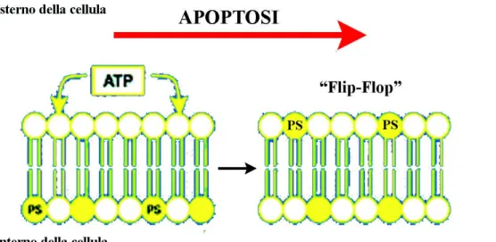 Figura 10: fasi iniziali dell’apoptosi; meccanismo a “Flip-Flop” con esposizione  della fosfatidilserina (PS) sulla membrana citoplasmatica.