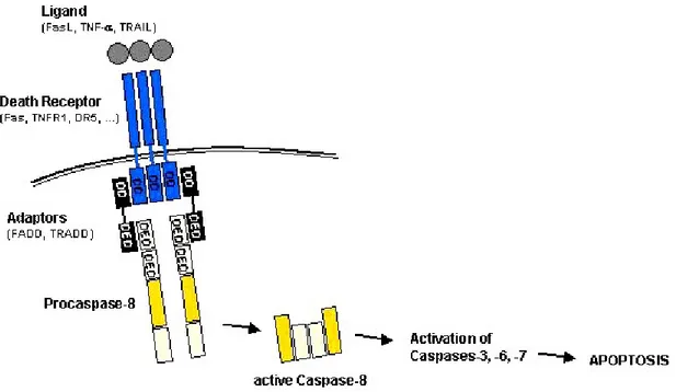 Figura 11: via estrinseca dell’apoptosi. DD= Death domanin, DED= Death Effector  Domain