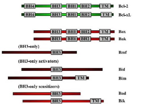 Figura 15: struttura dei vari componenti della famiglia del Bcl-2. TM: dominio di  transmembrana (Martin &amp; Vuori, 2004).