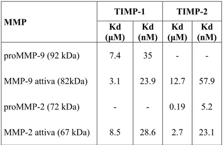 Table 3. Dissociation constants for active and pro MMP-9.  (Olson MW et al., 1997).  MMP  TIMP-1 TIMP-2  Kd  (μM)  Kd  (nM)  Kd  (μM)  Kd  (nM)  proMMP-9 (92 kDa)  7.4  35  -  -  MMP-9 attiva (82kDa)  3.1  23.9  12.7  57.9  proMMP-2 (72 kDa)  -  -  0.19  5