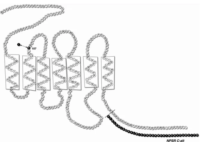 Figure 3 Schematic diagram of the hNPSR protein showing the presumed location of the N 107 I polymorphism and the 