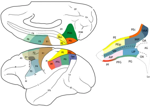 Fig.  4  Visione  mesiale  e  laterale  del  cervello  della  scimmia  che  rivela  la 