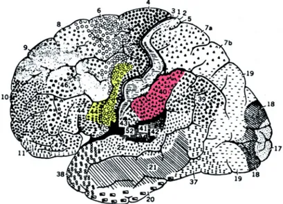 Fig. 6 Visione laterale di un cervello umano che mostra le aree (colorate) che 