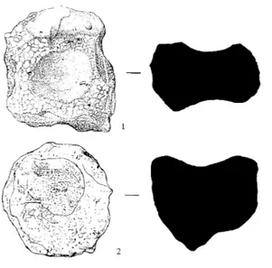 Fig.  4:  confronto  tra  strumentario  umano  e  di  NHP.  1:  percussore  in  basalto 