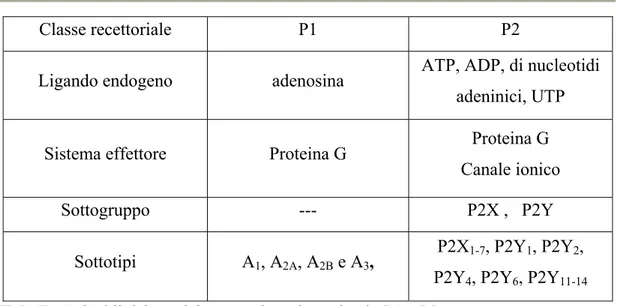 Tabella 1. Suddivisione dei recettori per le purine in P1 e P2. 