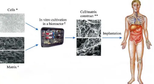 Fig.  1:  Tissue  engineering  process:  Cells,  Matrix,  Bioreactor  and  Cell/matrix  construct  (Shieh  and  Vacanti, 2005).
