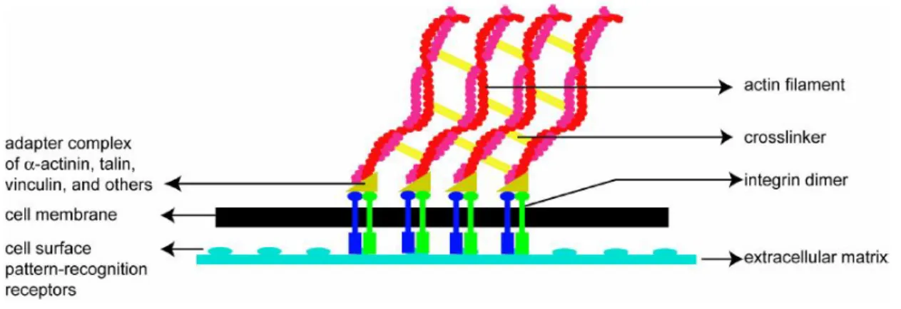 Fig.  7:  A  scheme  showing  how  the  cell  adheres  to  the  substratum.  Cell-substratum  attachments  are  formed when actin bundles connect to the substratum at certain sites via adhesion molecules such as  vinculin, talin and integrin