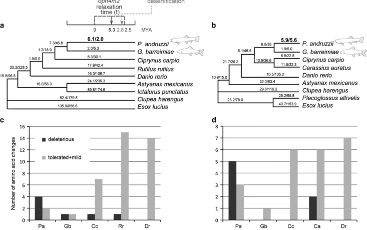 Figure 1 The two species trees used for CODEML analyses of (a) melanopsin (opn4m2) and (b) rhodopsin (rho) genes