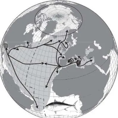 Figura  1.  Distribuzione  spaziale  del  tonno  rosso  (area  in  grigio)  e  principali  rotte  migratorie 