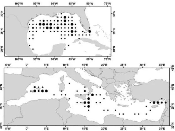 Figura  3.  Distribuzione  delle  larve  di  tonno  rosso  dell’atlantico  (Thunnus  thynnus)  nel  Golfo  del 