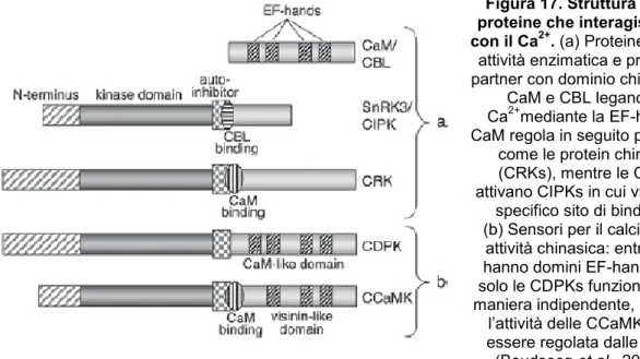 Figura 17. Struttura delle  proteine che interagiscono  con il Ca 2+ . (a) Proteine senza 