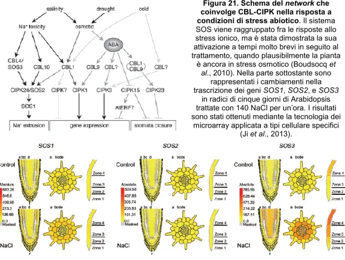 Figura 21. Schema del network che  coinvolge CBL-CIPK nella risposta a  condizioni di stress abiotico