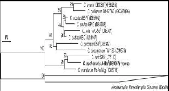 Fig.  7: Phylogenetic  reconstruction  based  on  almost  complete  16S  rRNA  genes  from  type  strains  of  established  Chlamydiaceae  spp.,  including  the  recently  proposed  new  species  C